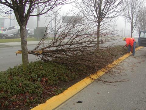 Figure 105.  Impact with tree in median (SeaTac).