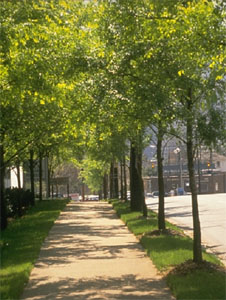 Sidewalk with street trees