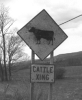 Photo of a sign - cattle crossing