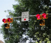 Photo.  A photo of a pedestrian hybrid beacon.  The device consists of three signal sections, with a yellow signal head centered below two horizontally aligned red signal heads.