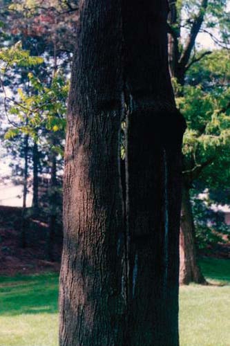 Figure 10. Photo. This picture shows a tree with an opening in the middle of the trunk that goes all the way through.
