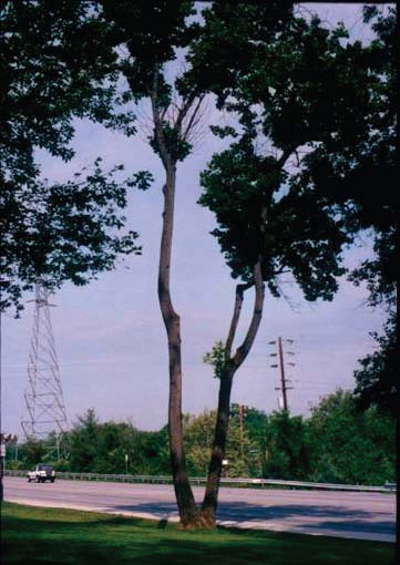 Figure 11. Photo. This photo shows a tree with no branches on the lower portion. It also appears thin.