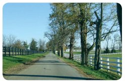 Photo of a rural, tree-lined roadway.