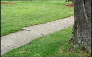 Photograph of sidewalk damage caused by tree roots