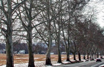 Photo: Sycamore Allee near Halifax, PA