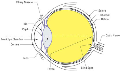 Figure 3 - Fundamental Structure of the Human Eye