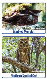 A marbled murrelet, photo courtesy of the National Park, and a northern spotted owl, photo by Larry Meade.