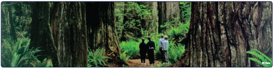Visitors to the national park admiring a stand of red wood trees. Photo: National Park Service.