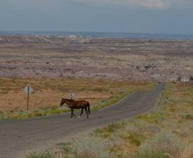 Page 47 photo. This photo shows a horse crossing a road in a desert setting.